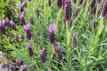 What is Post-Viral Syndrome: A Naturopathic Perspective